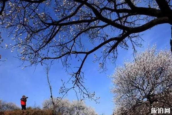 浮戲山雪花洞景區怎么去 3月21日免費開放-免費政策