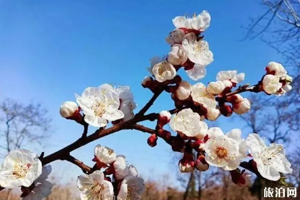 浮戲山雪花洞景區怎么去 3月21日免費開放-免費政策