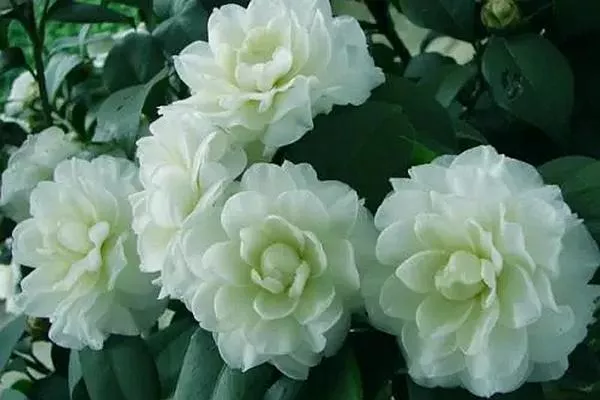 溫州的市花是什么 山茶花最符合溫州的氣質