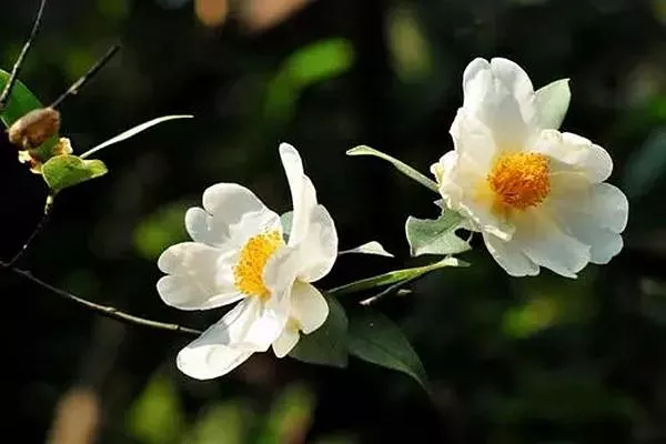 溫州的市花是什么 山茶花最符合溫州的氣質
