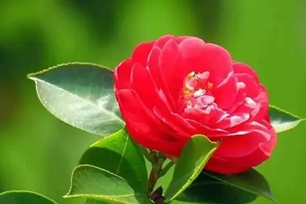 溫州的市花是什么 山茶花最符合溫州的氣質