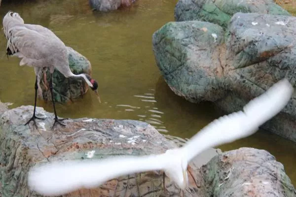 武漢森林野生動物園開業了嗎 門票多少錢