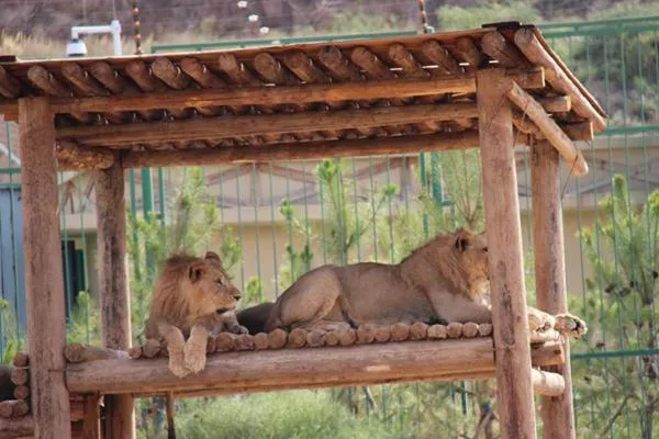 武漢森林野生動物園開業了嗎 門票多少錢