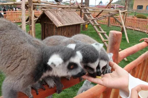 武漢森林野生動物園開業了嗎 門票多少錢