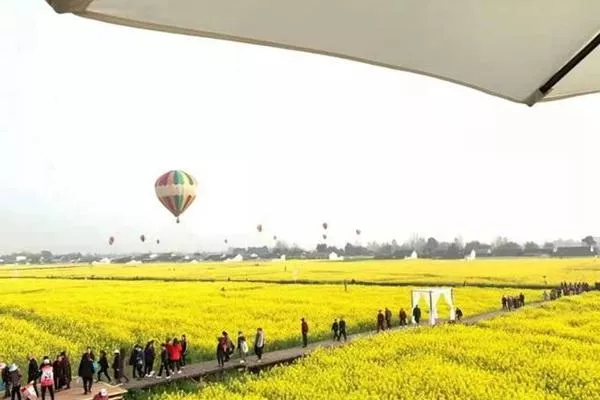 旌陽區油菜花在哪?盛花期是什么時候?