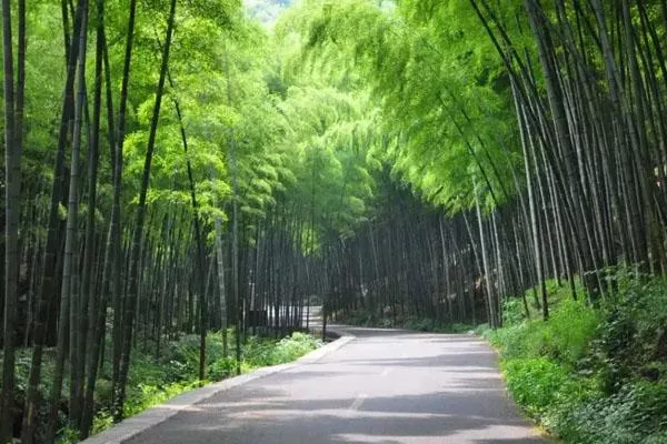 宜興竹海<a href='/fengjing/' target=_blank>風景</a>區一日游旅游攻略