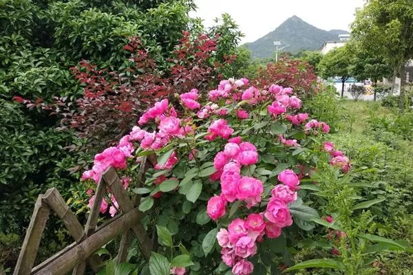 燕兒谷景區要門票嗎?門票多少錢?