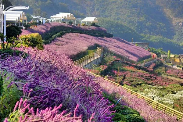 新津花舞人間<a href='https://www.www.51kouyi.org/' target=_blank>旅游攻略</a> 附門票價格及交通指南