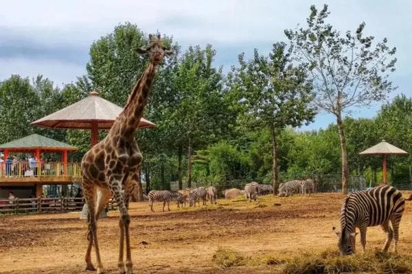 2022沈陽森林動物園營業時間及門票價格