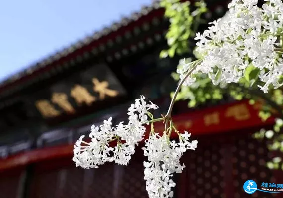 北京法源寺賞花攻略 北京法源寺賞花攻略