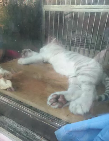 2018重慶動物園游記 重慶動物園好玩嗎 2018重慶動物園游記 重慶動物園好玩嗎