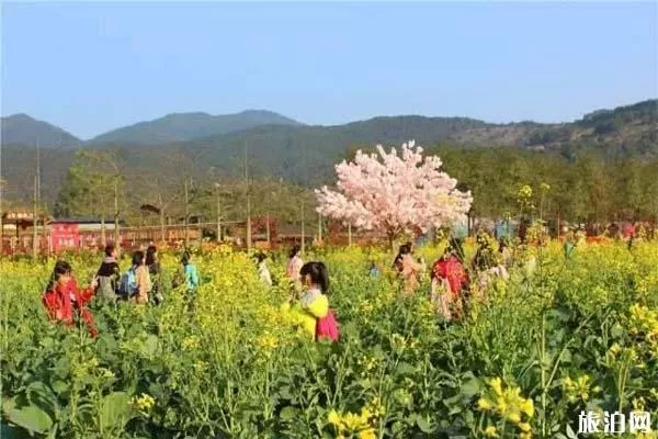 佛山高明盈香生態園油菜花什么時候開
