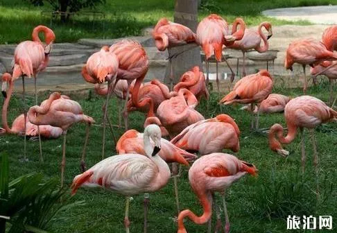 南寧動物園門票多少錢 地址+門票+交通指南 南寧動物園門票多少錢 地址+門票+交通指南