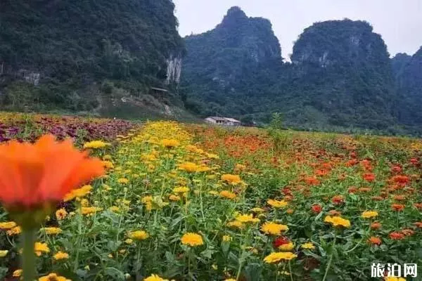 2022清遠九龍峰林小鎮油菜花盛開時間 2022清遠九龍峰林小鎮油菜花盛開時間