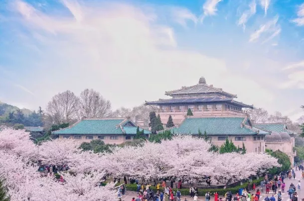 武大什么時候看櫻花 2021武大櫻花預約指南 武大什么時候看櫻花 2021武大櫻花預約指南