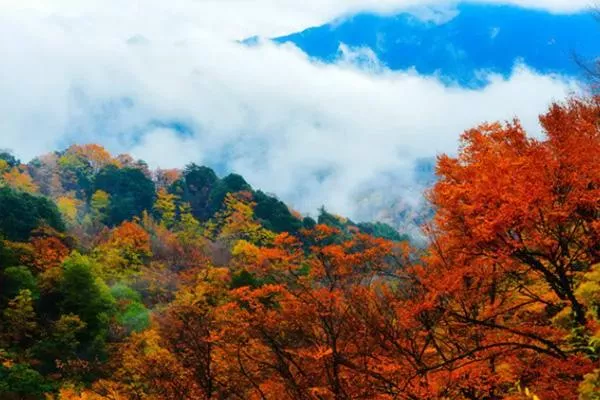 2022光霧山紅葉節自駕游路線攻略