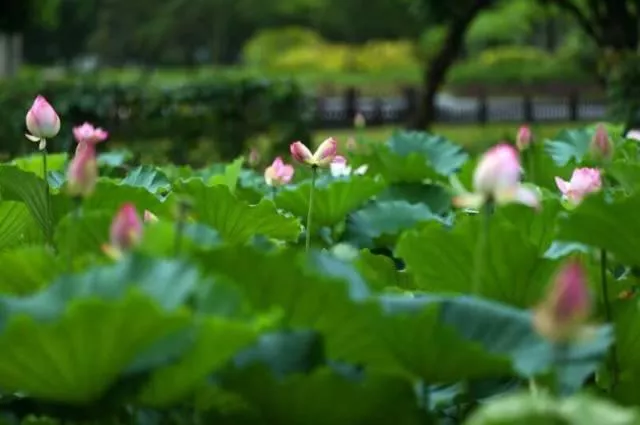 云浮國恩寺在哪里 云浮國恩寺門票多少錢 云浮
國恩寺好玩嗎 云浮國恩寺在哪里 云浮國恩寺門票多少錢 云浮國恩寺好玩嗎