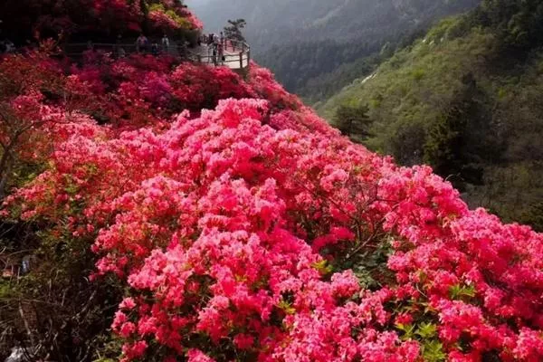 湖北武漢黃陂云霧山風景區在哪里?木蘭云霧山在哪個地方?