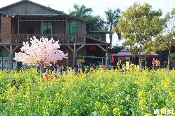 佛山<a href='/gaoming/' target=_blank>高明</a>盈香生態園油菜花什么時候開