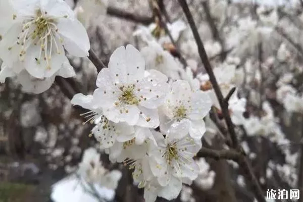 畢節納雍瓜仲河櫻桃花在哪里觀賞 什么時候開