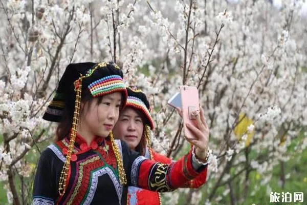 畢節納雍瓜仲河櫻桃花在哪里觀賞 什么時候開