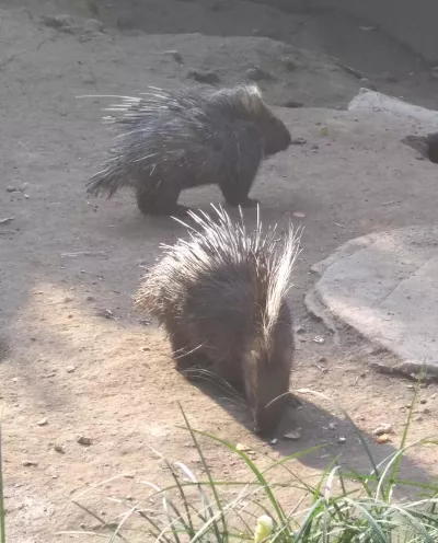 2018重慶動物園游記 重慶動物園好玩嗎 2018重慶動物園游記 重慶動物園好玩嗎