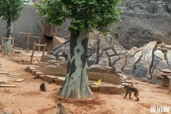 石家莊動物園門票多少錢一張最新票價2020 石家莊動物園門票多少錢一張最新票價2020