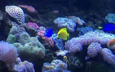 長沙海底世界門票是多少 長沙海底世界好玩嗎 長沙海底世界門票是多少 長沙海底世界好玩嗎