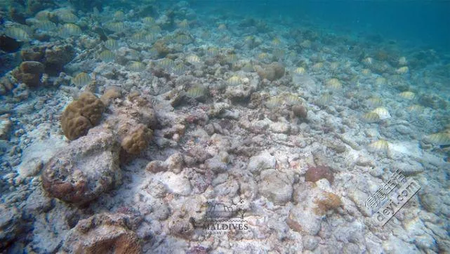 馬爾代夫安娜塔拉吉哈瓦島旅游攻略 馬爾代夫安娜塔拉吉哈瓦島旅游攻略
