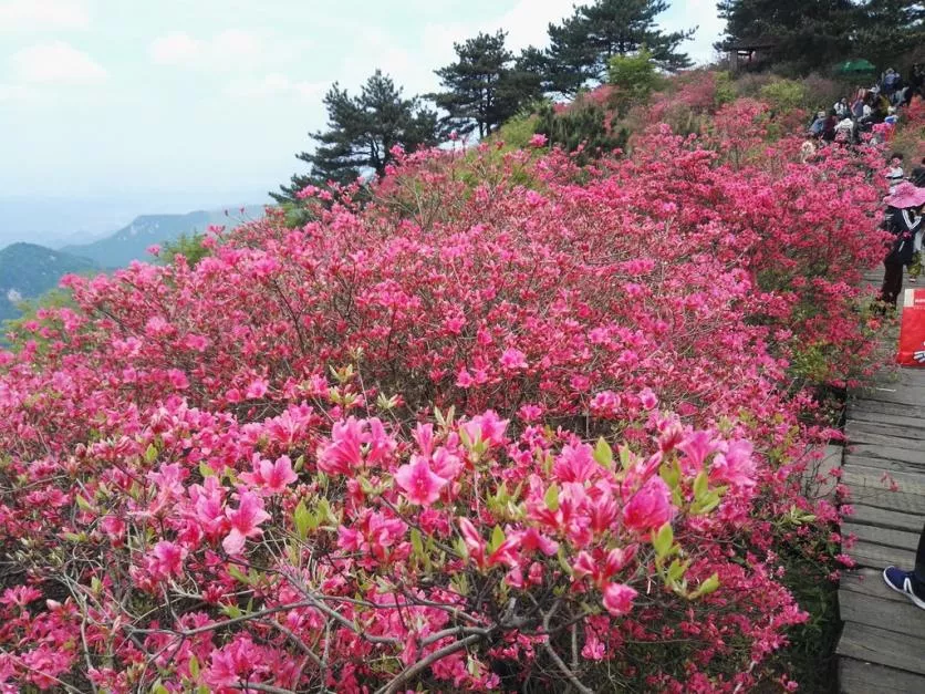 龜峰山風景區好玩嗎 龜峰山旅游攻略 龜峰山風景區好玩嗎 龜峰山旅游攻略