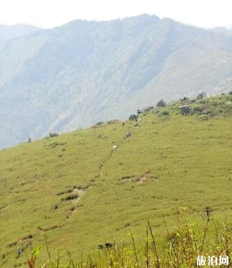 東坪溝高山草甸攻略 東坪溝高山草甸攻略