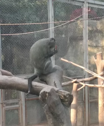2018重慶動物園游記 重慶動物園好玩嗎 2018重慶動物園游記 重慶動物園好玩嗎