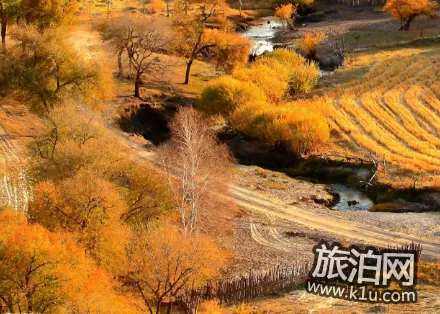 2018漠河白樺林景區攻略 漠河白樺林在哪 2018漠河白樺林景區攻略 漠河白樺林在哪