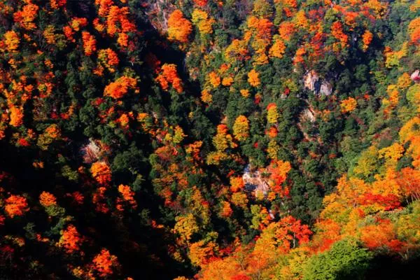 2022光霧山紅葉節自駕游路線攻略