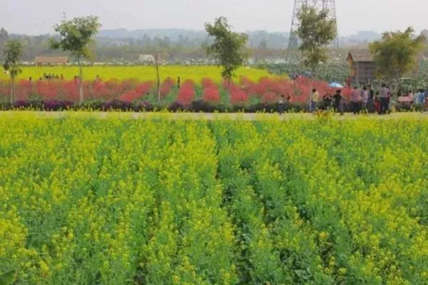 佛山高明盈香生態園油菜花什么時候開
