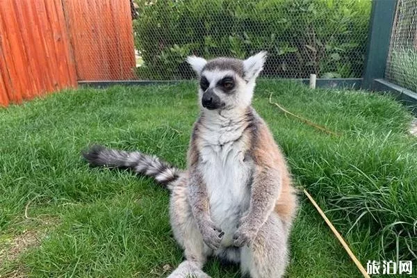 南通森林野生動物園有什么好玩的項目 分為幾區
