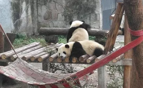 2018重慶動物園游記 重慶動物園好玩嗎 2018重慶動物園游記 重慶動物園好玩嗎