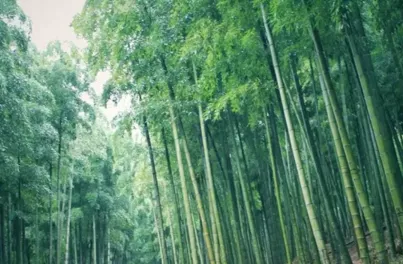 中國大竹海<a href='/lvyougonglue/' target=_blank>旅游攻略</a> 中國大竹海在哪里 中國大竹海旅游攻略 中國大竹海在哪里