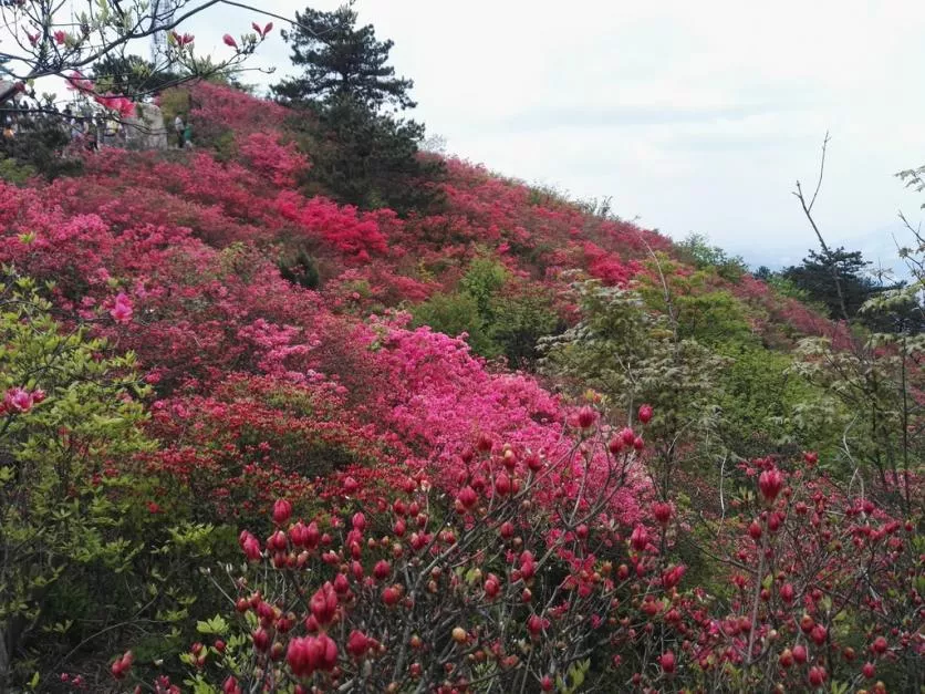 龜峰山風景區好玩嗎 龜峰山旅游攻略 龜峰山風景區好玩嗎 龜峰山旅游攻略