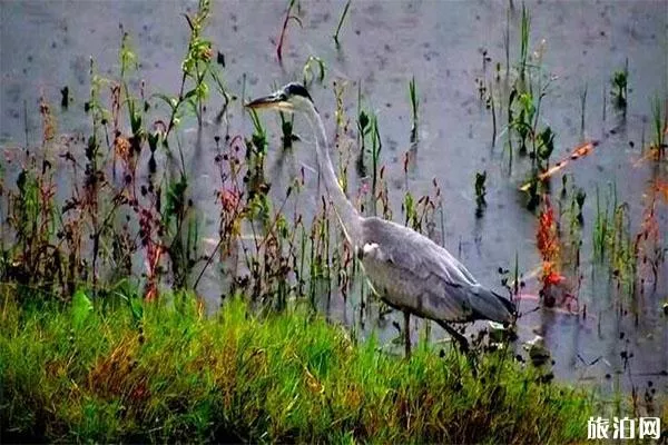 貴陽百花湖有什么好玩的 觀鳥-燒烤-游船