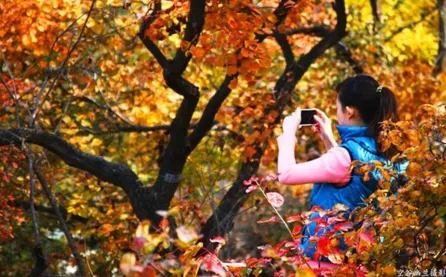 香山公園什么時候去最好 香山公園門票是多少 香山公園什么時候去最好 香山公園門票是多少