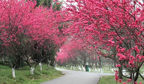 武漢植物園好玩嗎 武漢植物園有什么好玩的 武漢植物園好玩嗎 武漢植物園有什么好玩的