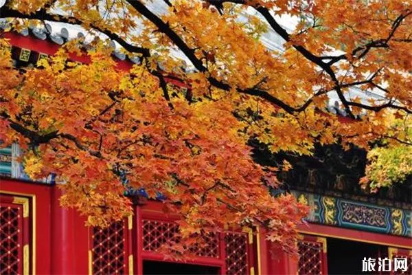 北京香山可以騎共享單車上山嗎 附2019香山紅葉節交通管制信息
