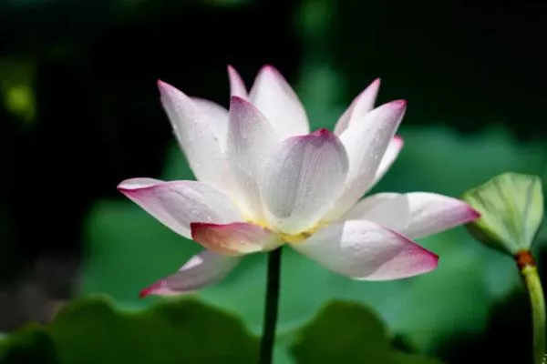 2021深圳<a href='/honghugongyuan/' target=_blank>洪湖公園</a>荷花開了嗎 深圳荷花觀賞地推薦 2021深圳<a href='/honghu/' target=_blank>洪湖</a>公園荷花開了嗎 深圳荷花觀賞地推薦