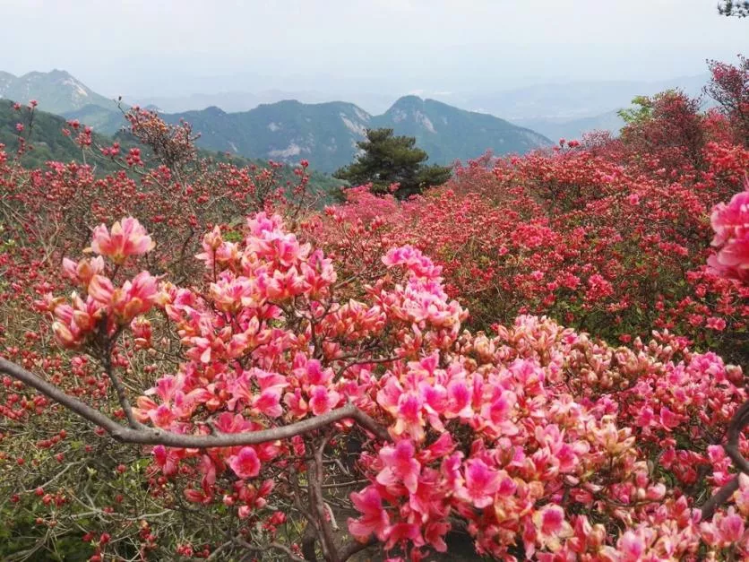 龜峰山風景區好玩嗎 龜峰山旅游攻略 龜峰山風景區好玩嗎 龜峰山旅游攻略