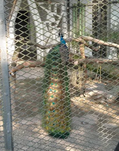 2018重慶動物園游記 重慶動物園好玩嗎 2018重慶動物園游記 重慶動物園好玩嗎