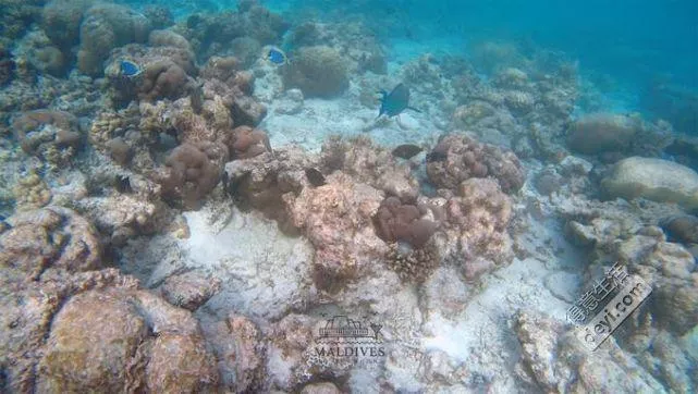 馬爾代夫安娜塔拉吉哈瓦島旅游攻略 馬爾代夫安娜塔拉吉哈瓦島旅游攻略