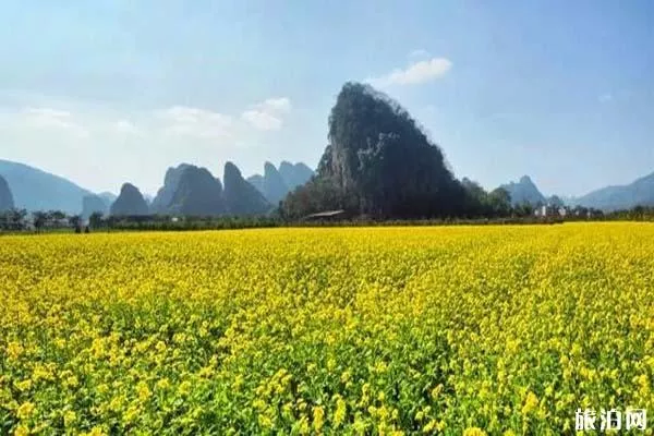 2022清遠九龍峰林小鎮油菜花盛開時間