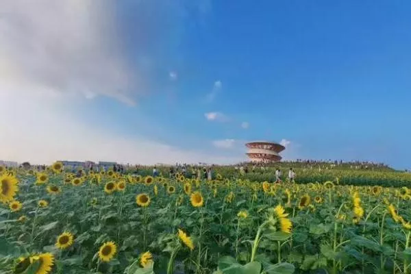 2022光明小鎮歡樂田園向日葵開花了嗎