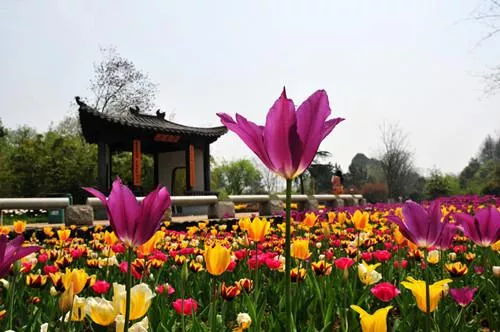 武漢植物園好玩嗎 武漢植物園有什么好玩的 武漢植物園好玩嗎 武漢植物園有什么好玩的